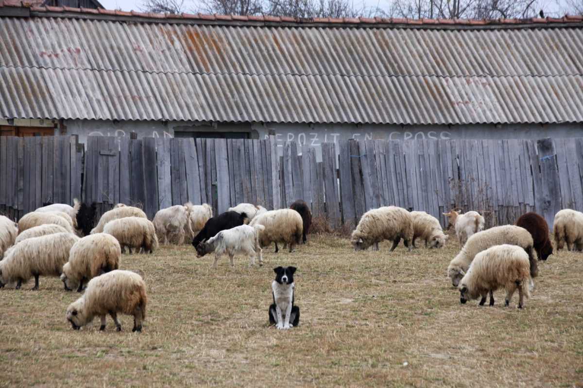 Romania, Transilvania. Koira vahtii lammaslaumaa. 