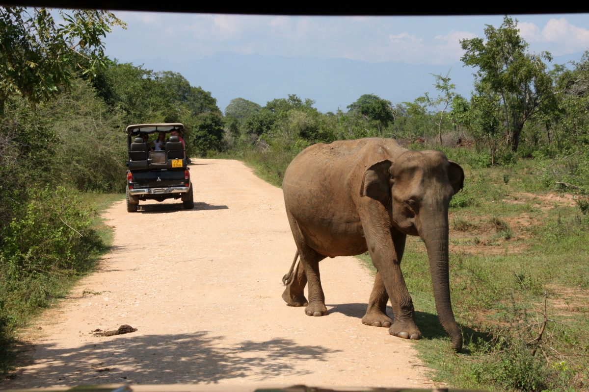 Safari in Sri Lanka - Udawalawe National Park